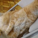 Heritage Animal Hospital South