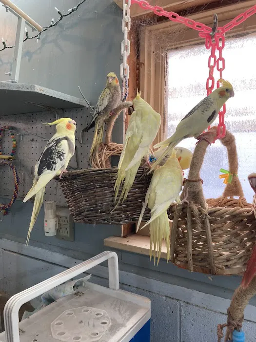 Feathered Frenzy Aviary Picture 4