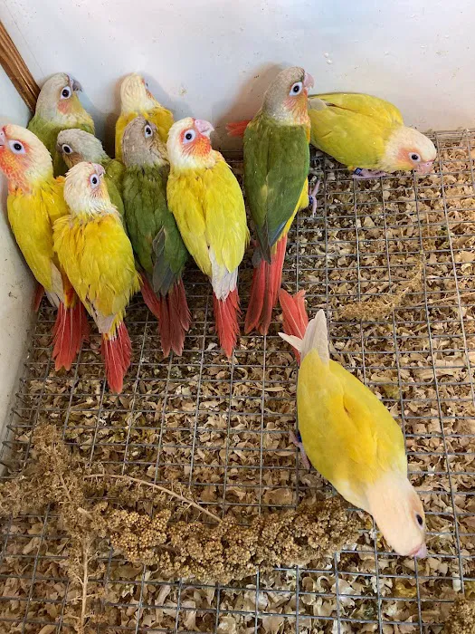 Feathered Frenzy Aviary Picture 8