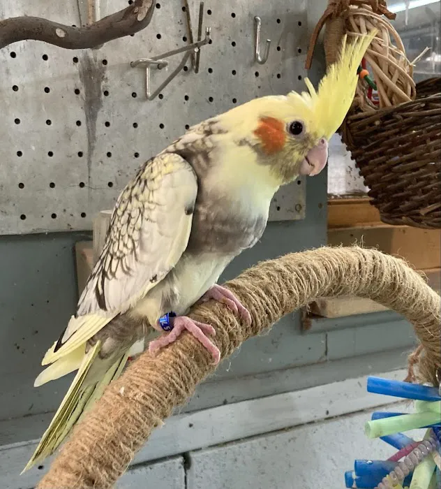Feathered Frenzy Aviary Picture 3