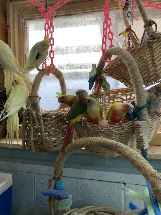 Feathered Frenzy Aviary Picture 5