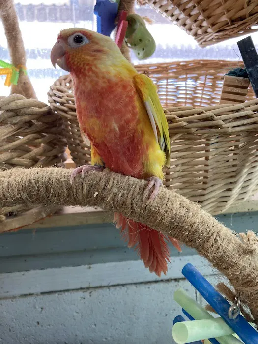 Feathered Frenzy Aviary Picture 9