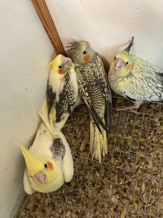 Feathered Frenzy Aviary Picture 2