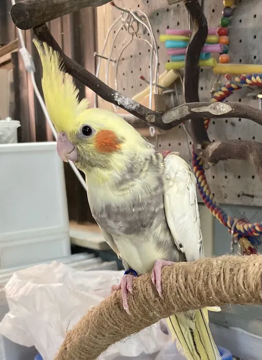 Feathered Frenzy Aviary Picture 6