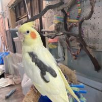 Feathered Frenzy Aviary ico