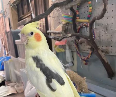 Feathered Frenzy Aviary