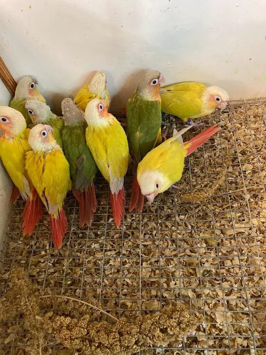 Feathered Frenzy Aviary Picture 10
