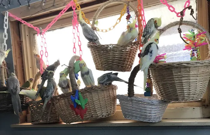 Parrots As Pets Picture 2