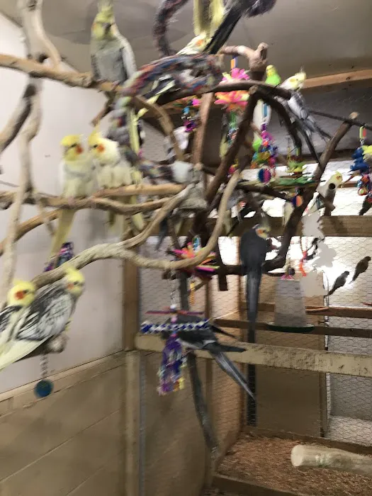 Parrots As Pets Picture 1