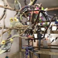 Parrots As Pets ico