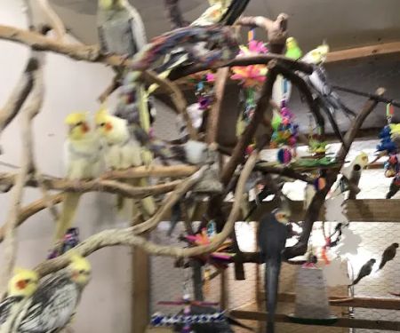 Parrots As Pets