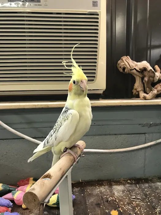 Parrots As Pets Picture 3