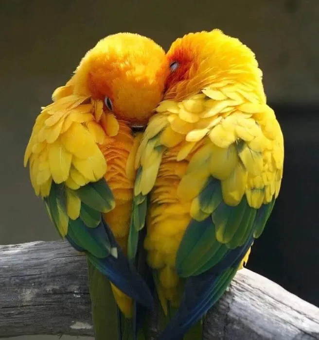 Parrots As Pets Picture 10