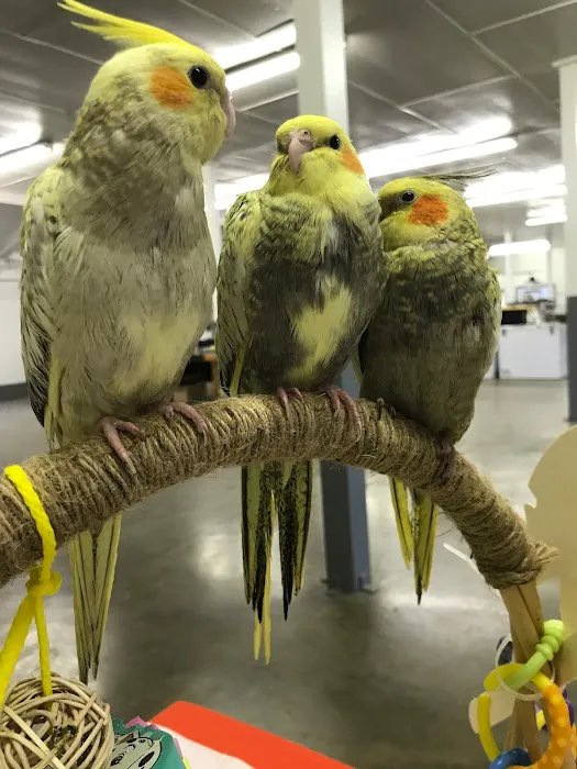 Parrots As Pets Picture 9
