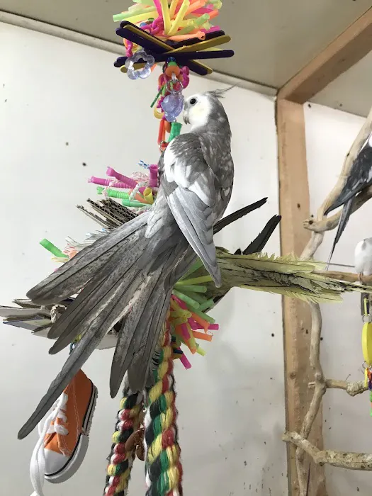 Parrots As Pets Picture 6