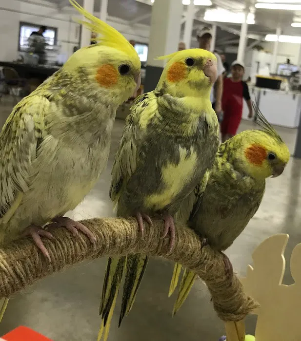 Parrots As Pets Picture 5