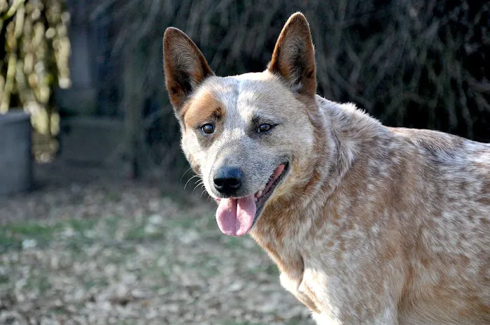 Fort Branch Veterinary Hospital Picture 3