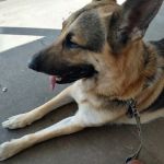 Fort Branch Veterinary Hospital