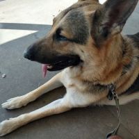 Fort Branch Veterinary Hospital ico