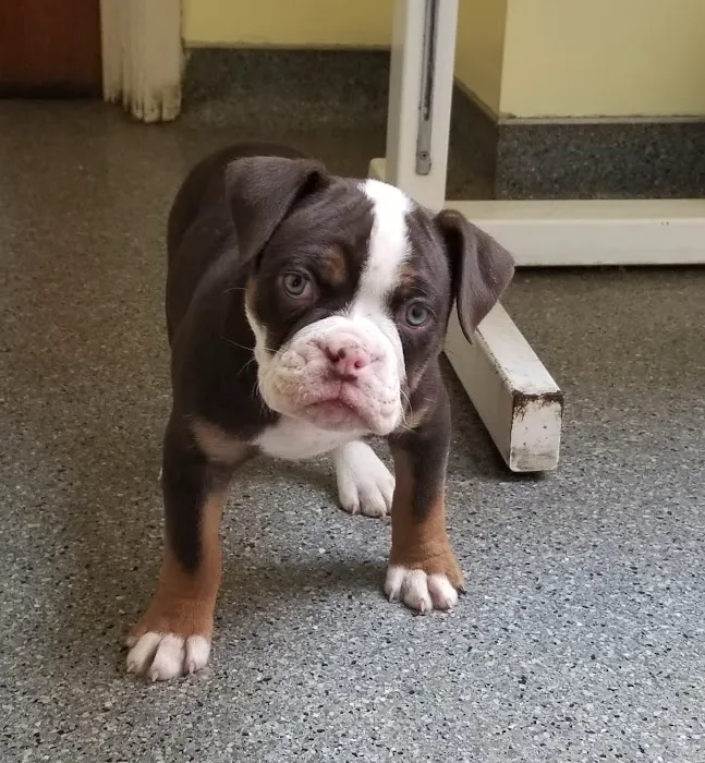 Fort Branch Veterinary Hospital Picture 4
