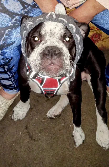 Epperson Veterinary Services Picture 8