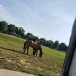 Stone Ridge Equine Care