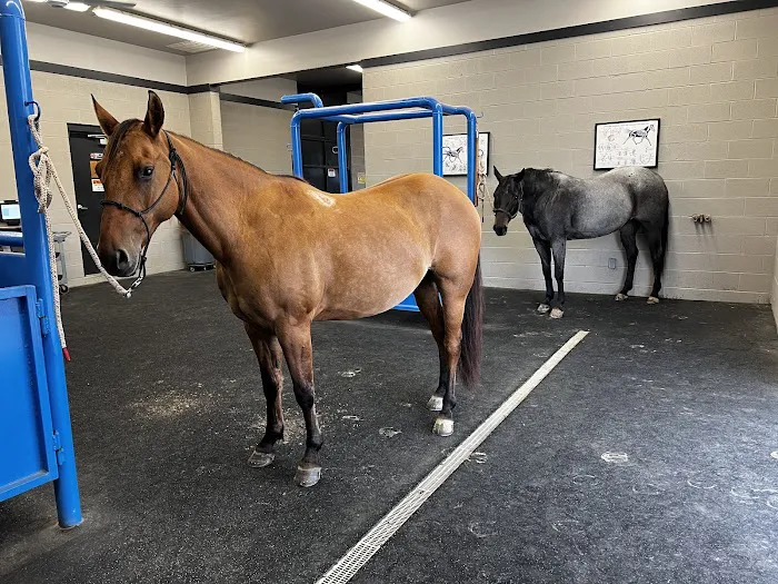 Stone Ridge Equine Care Picture 10
