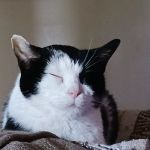 Stone Ridge Animal Care