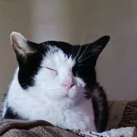 Stone Ridge Animal Care ico