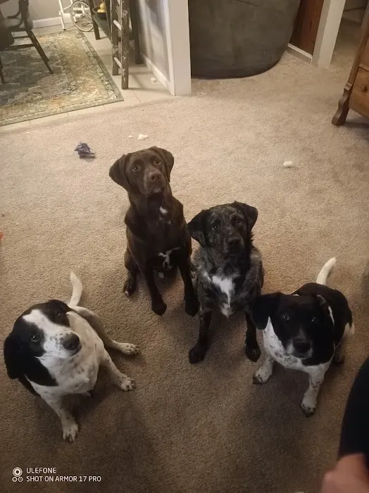 Stone Ridge Animal Care Picture 5
