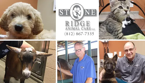 Stone Ridge Animal Care Picture 6