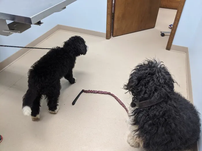 St Joe Veterinary Hospital, Inc Picture 7