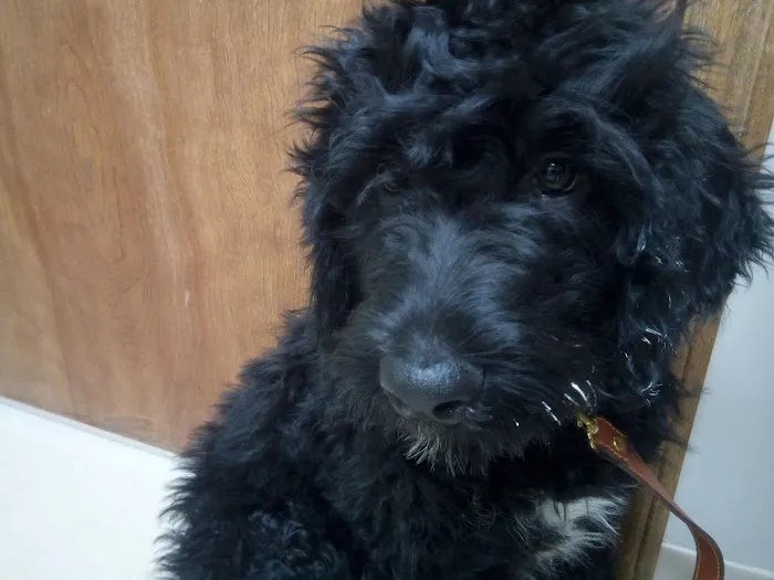 St Joe Veterinary Hospital, Inc Picture 9