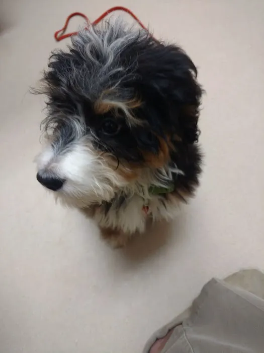 St Joe Veterinary Hospital, Inc Picture 8