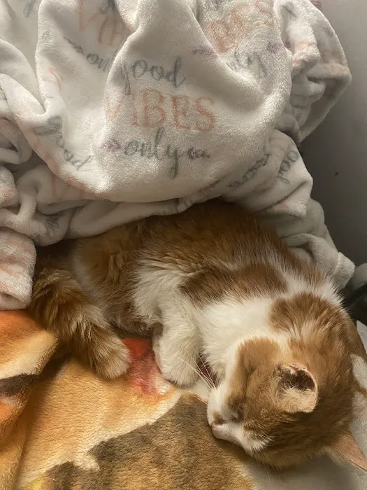 Highland Veterinary Clinic Picture 10