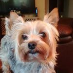 Highland Veterinary Clinic