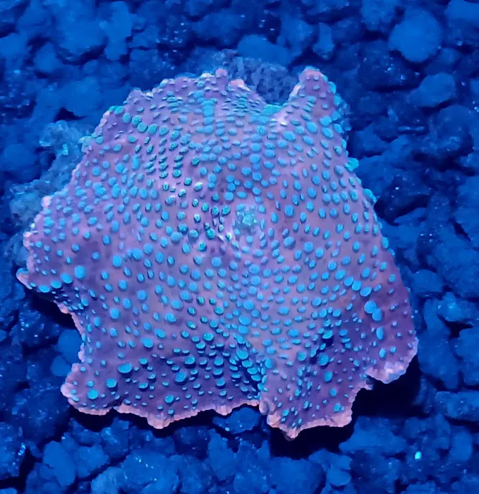 Grassman Reef LLC Picture 9