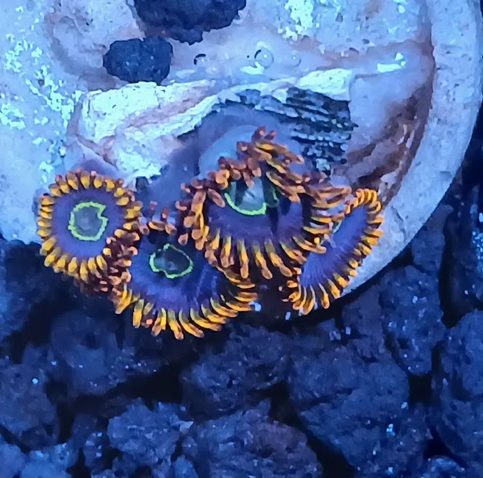 Grassman Reef LLC Picture 5