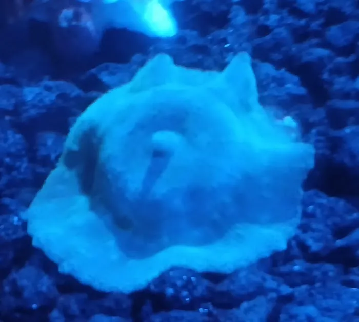 Grassman Reef LLC Picture 10