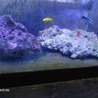 Grassman Reef LLC ico