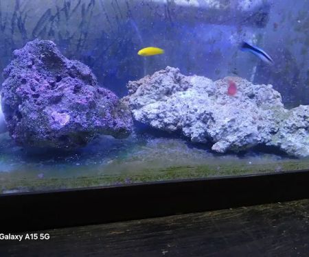 Grassman Reef LLC