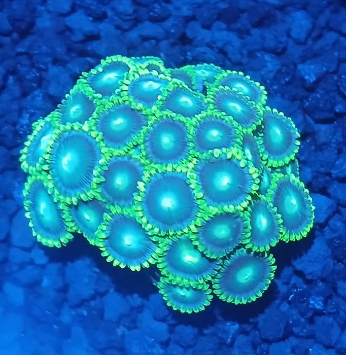 Grassman Reef LLC Picture 8