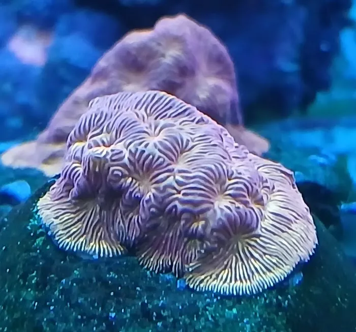 Grassman Reef LLC Picture 4