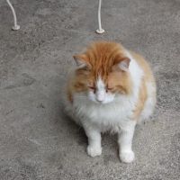 Shelby Street Animal Clinic ico