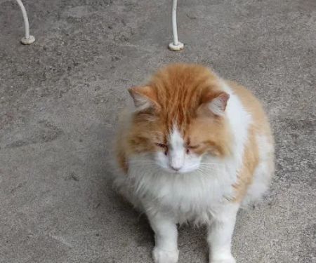 Shelby Street Animal Clinic