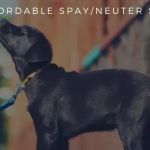 FACE Low-Cost Animal Clinic