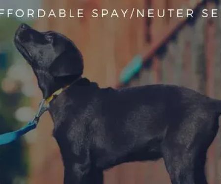 FACE Low-Cost Animal Clinic