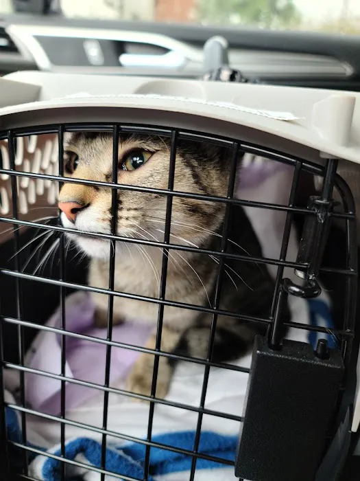 FACE Low-Cost Animal Clinic Picture 9