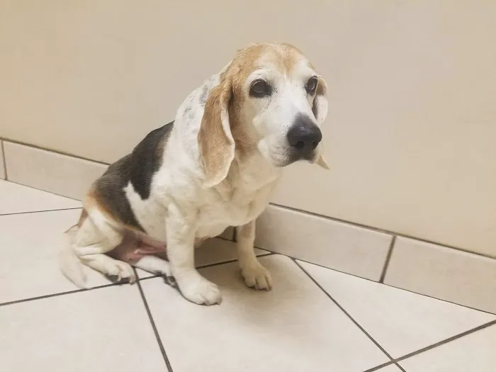 Noah's Animal Hospital & 24 HR Emergency Center Picture 4
