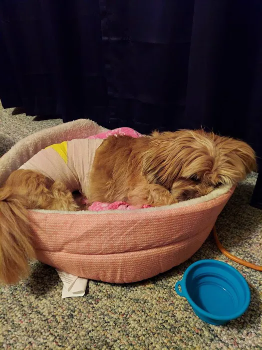 Noah's Animal Hospital & 24 HR Emergency Center Picture 2